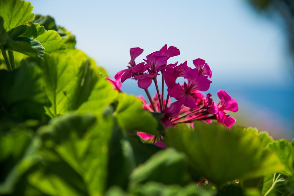 Krouzeri Beach Apartments Nisaki  Phòng bức ảnh